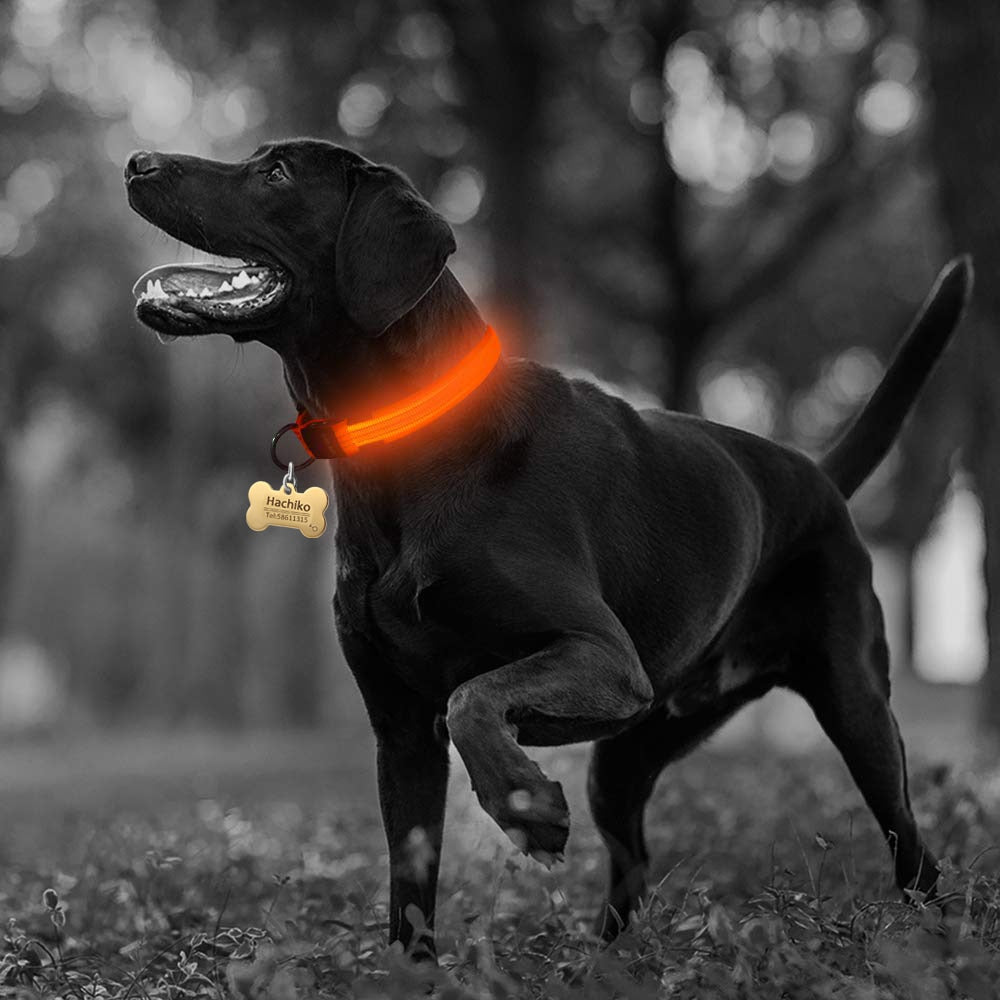 dog collar