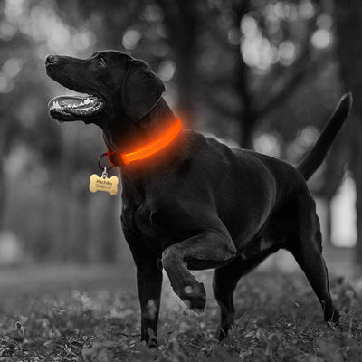 dog collar
