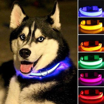 Fancy dog collars