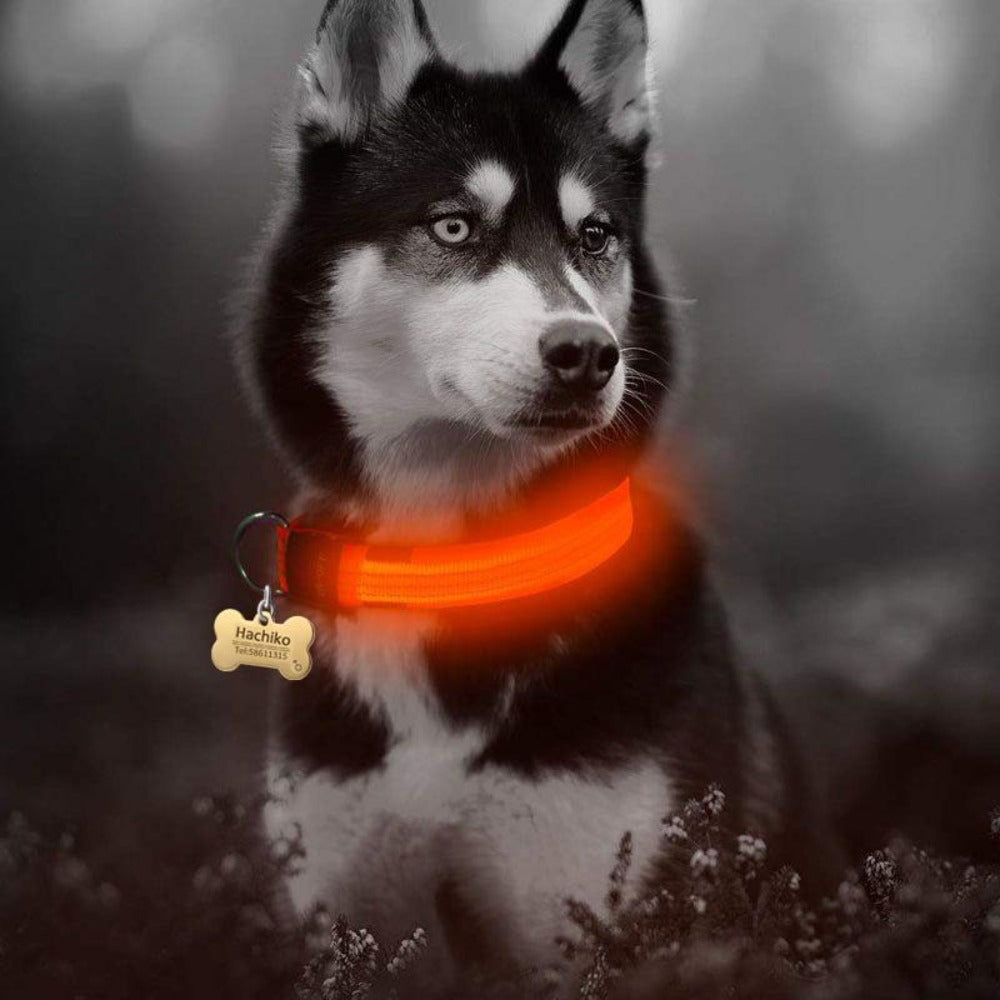 dog collar