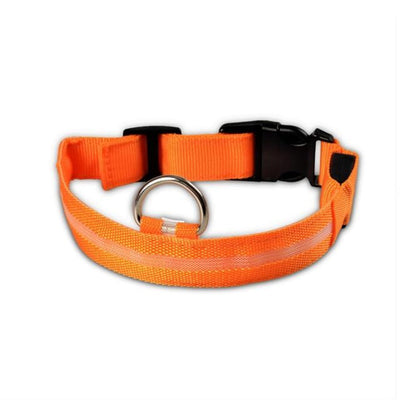 orange coloured dog collar