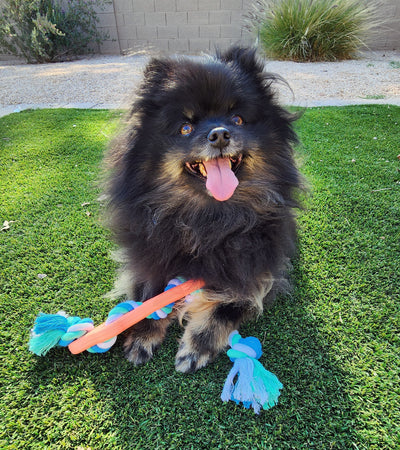 Rubber Bone Dog Chew Toy with Tug Rope -- Great for Active Dogs, happy dog playing with tug rope toy on grass.