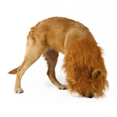 Dog wearing a Lion Theme Dog Wig with faux fur mane for Halloween costume party.