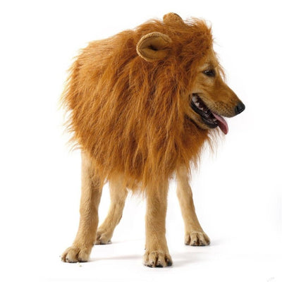 Lion Theme Dog Wig on a playful dog wearing a faux fur costume with ears for Halloween.