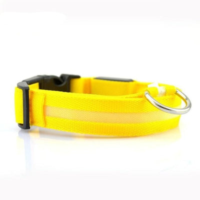 yellow dog collar